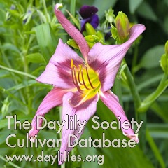 Daylily Purple Corn Dancer
